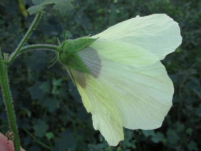 Hibiscus vitifolius