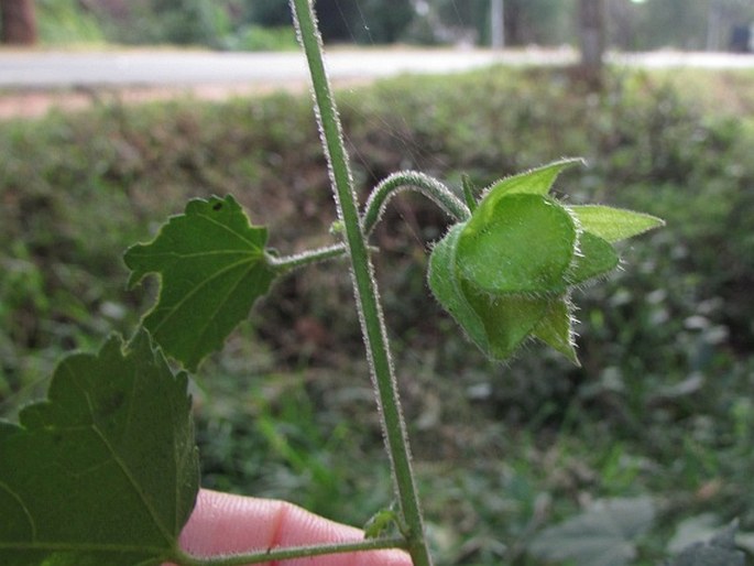 Hibiscus vitifolius