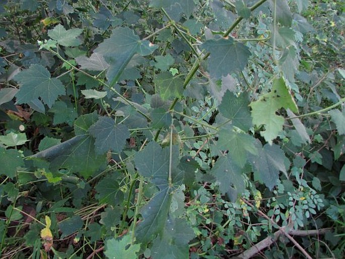 Hibiscus vitifolius