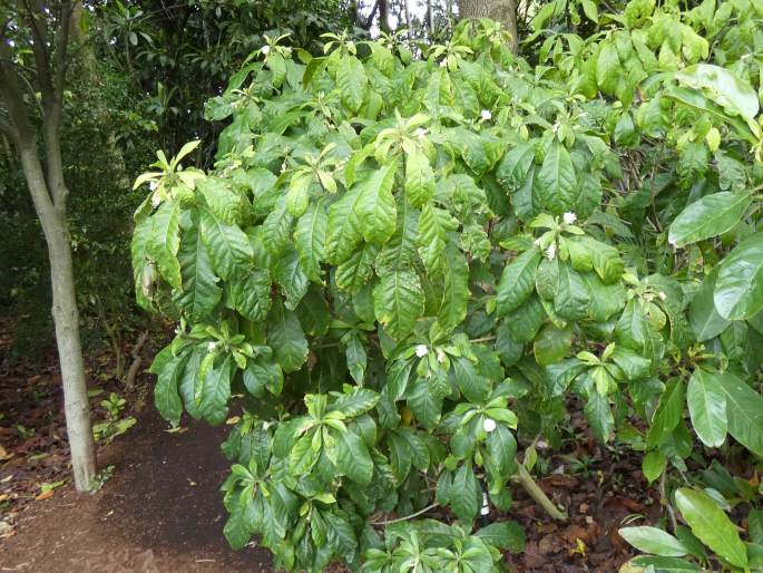 Hibiscus macilwraithensis