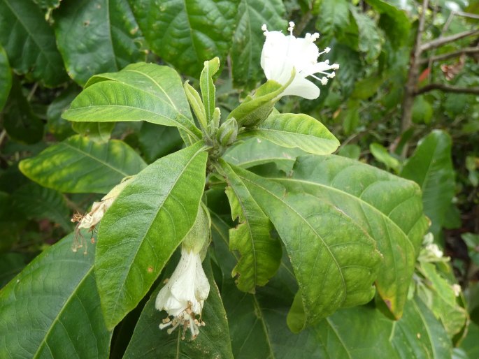 Hibiscus macilwraithensis