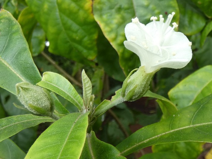 Hibiscus macilwraithensis