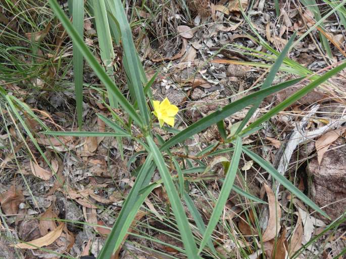 Hibbertia longifolia