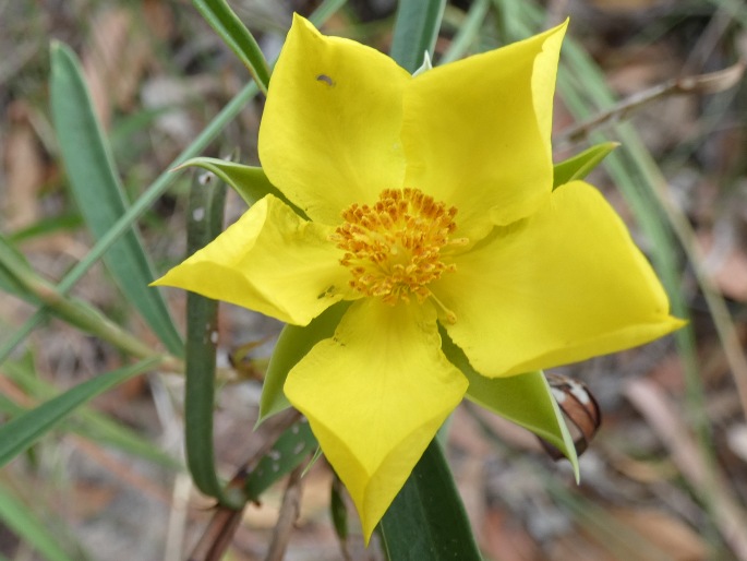 Hibbertia longifolia