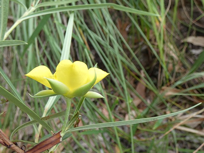 Hibbertia longifolia