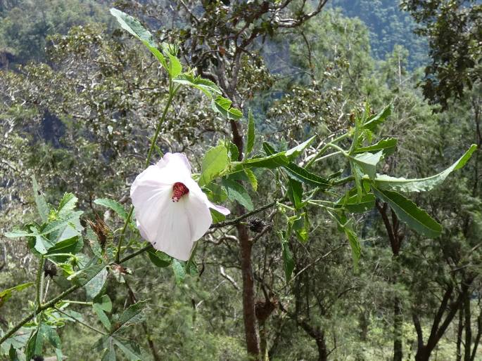 Hibiscus meraukensis