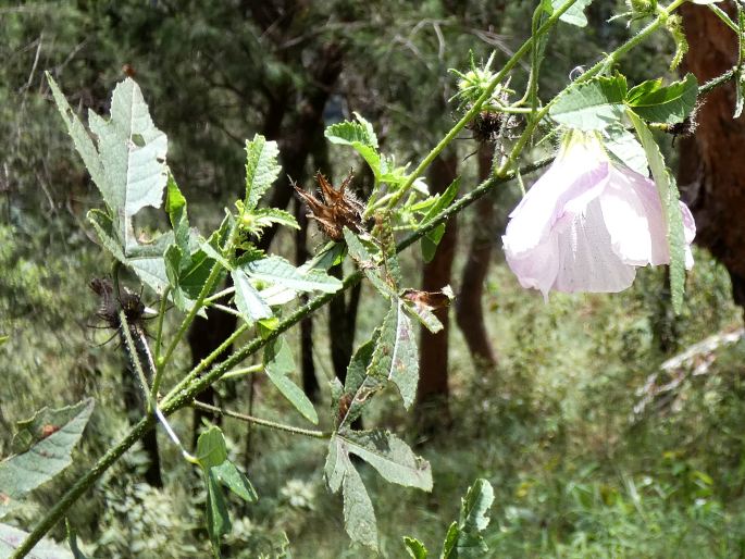 Hibiscus meraukensis