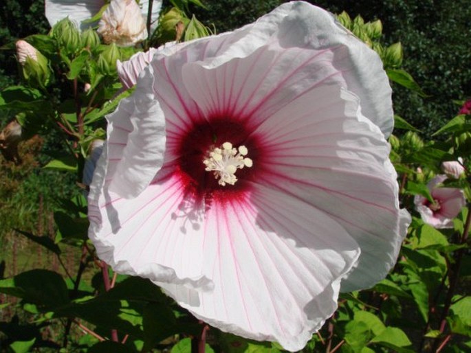 Hibiscus moscheutos