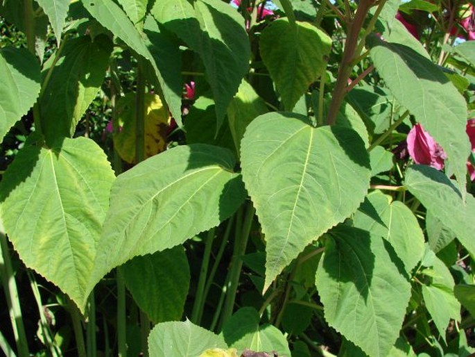 Hibiscus moscheutos