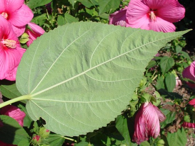 Hibiscus moscheutos