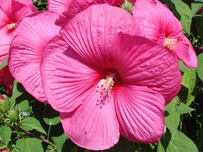 Hibiscus moscheutos