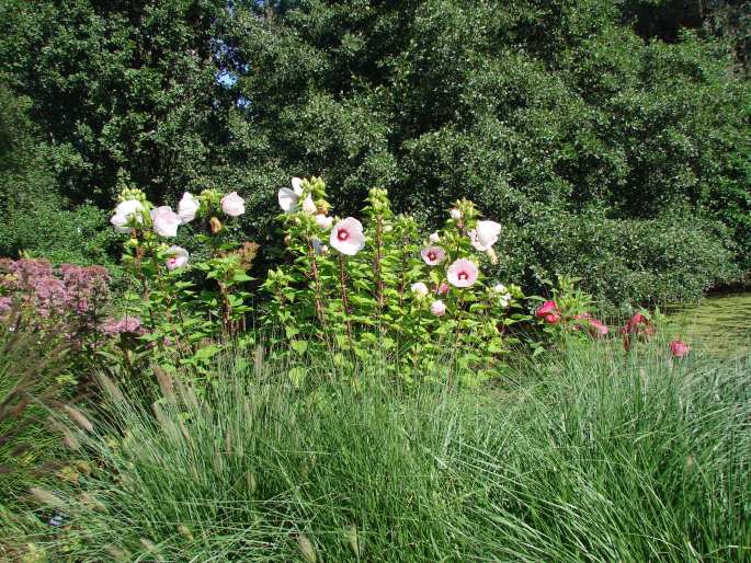 Hibiscus moscheutos