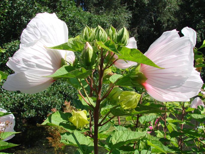 Hibiscus moscheutos