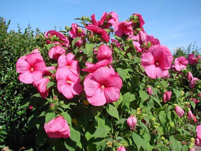 Hibiscus moscheutos