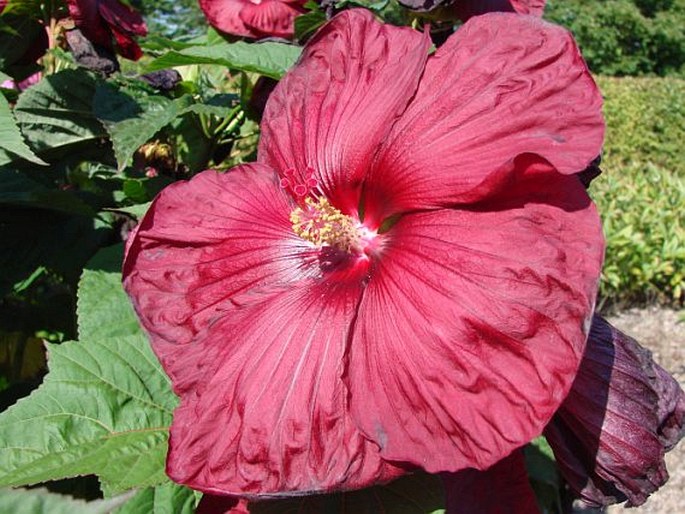 Hibiscus moscheutos