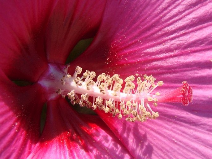 Hibiscus moscheutos