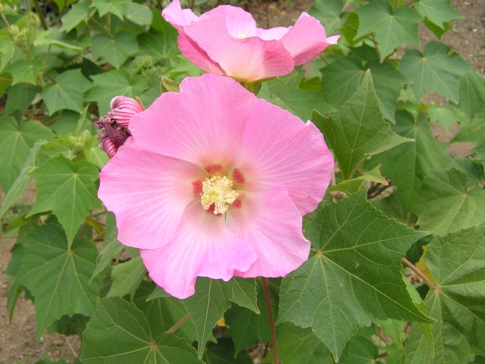 Hibiscus mutabilis