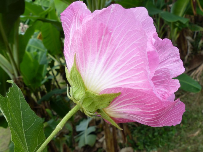 Hibiscus mutabilis