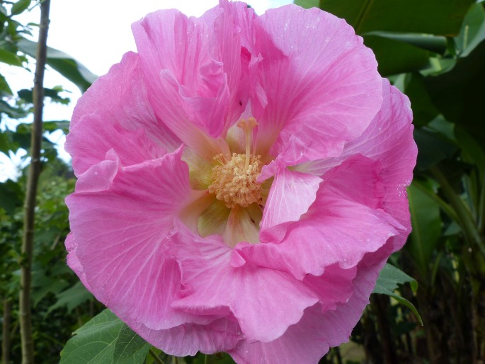 Hibiscus mutabilis