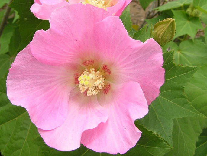 Hibiscus mutabilis