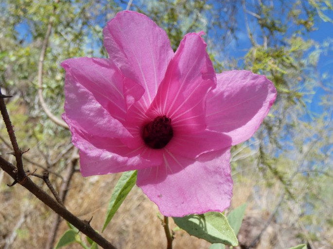 Hibiscus petherickii