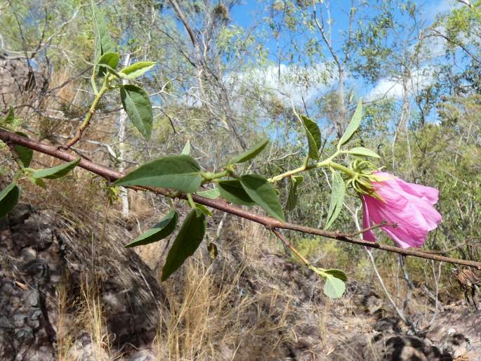 Hibiscus petherickii