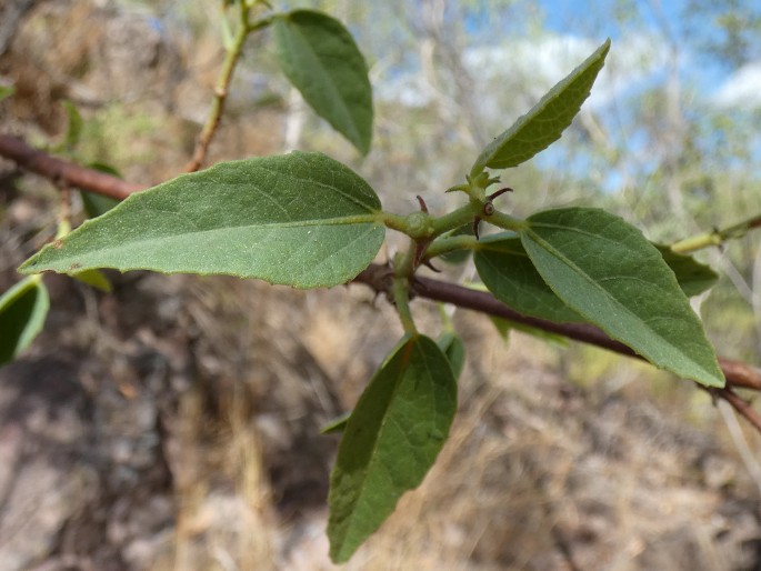 Hibiscus petherickii