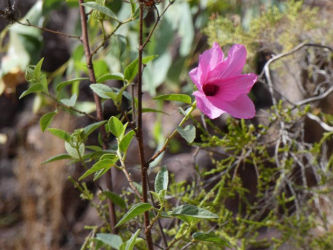 Hibiscus petherickii