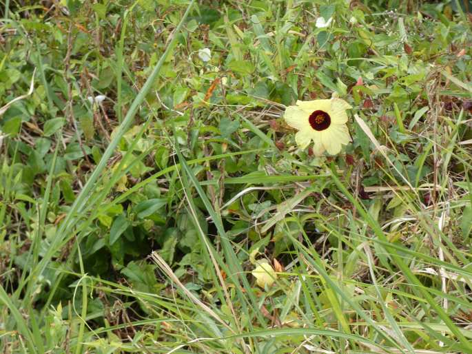 Hibiscus surattensis