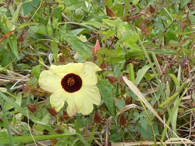 Hibiscus surattensis