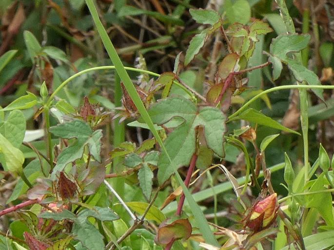 Hibiscus surattensis