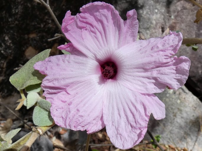 Hibiscus symonii