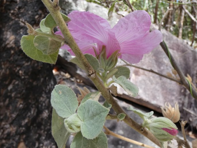 Hibiscus symonii