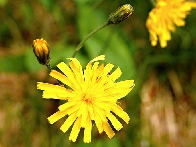 HIERACIUM BIFIDUM Kit. ex Hornem. – jestřábník dvouklaný / jastrabník