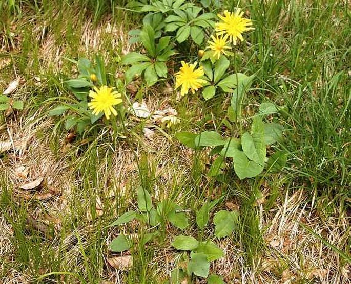 Hieracium bifidum