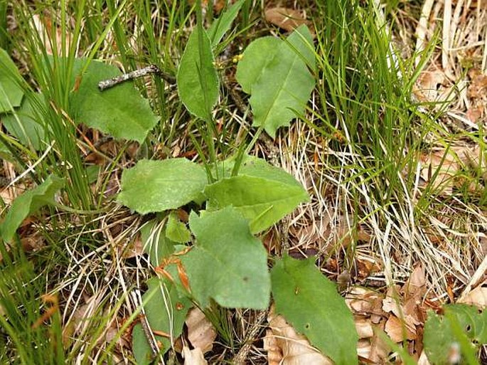 Hieracium bifidum