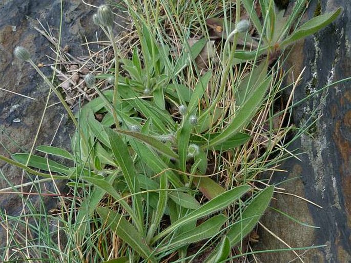 HIERACIUM BIFURCUM Bieb. – jestřábník dvouvidličný / chlpánik vidlicový