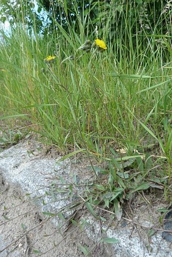 Hieracium leptophyton