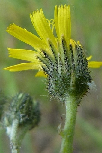 Hieracium leptophyton