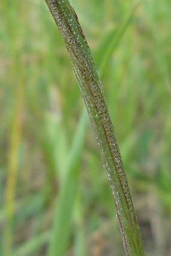 Hieracium leptophyton