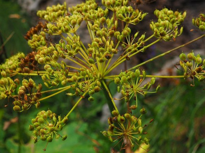 HERACLEUM SPHONDYLIUM subsp. PYRENAICUM (Lam.) Bonnier et Layens – bolševník / boľševník