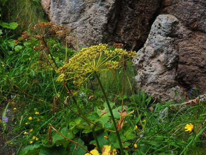 Heracleum sphondylium subsp. pyrenaicum