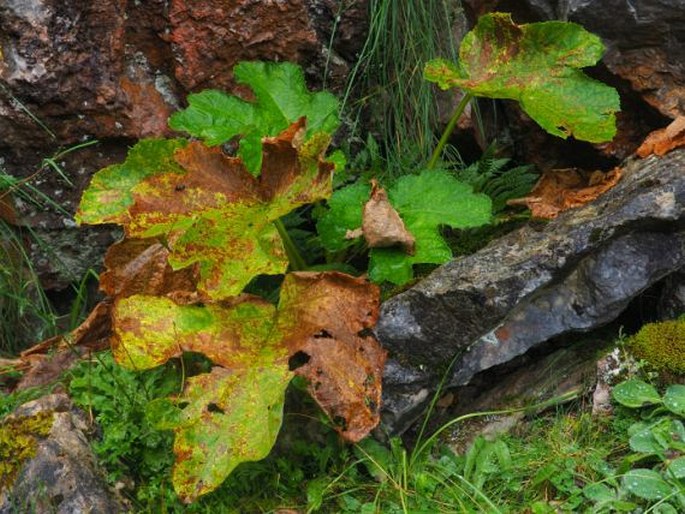 Heracleum sphondylium subsp. pyrenaicum