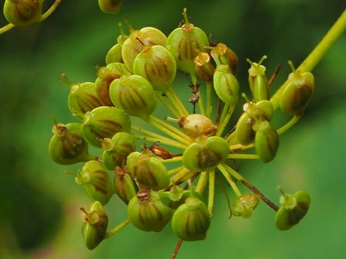 Heracleum sphondylium subsp. pyrenaicum