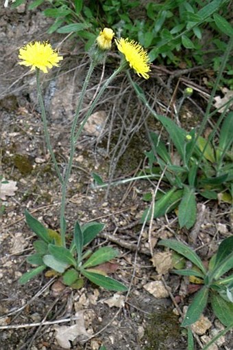 Hieracium pilosellinum