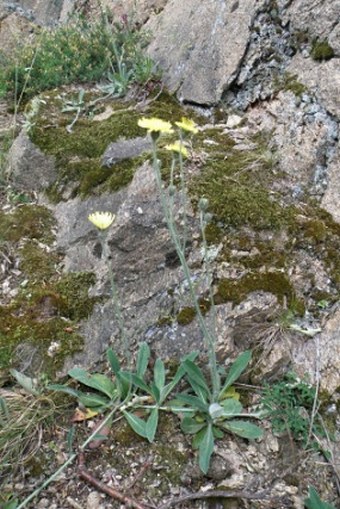 Hieracium pilosellinum