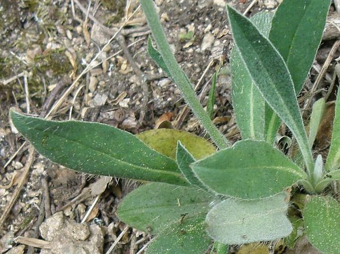 Hieracium pilosellinum