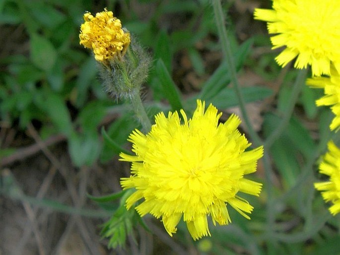 Pilosella pilosellina