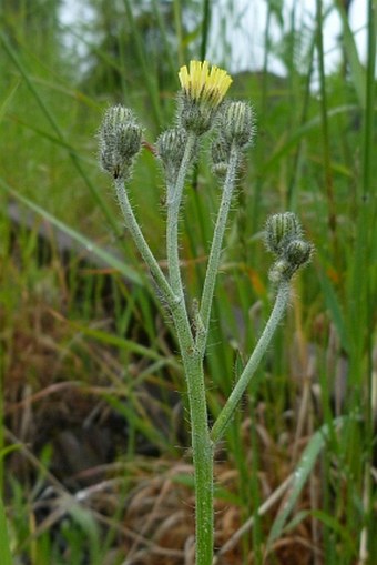 Hieracium rothianum