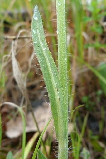 Hieracium rothianum